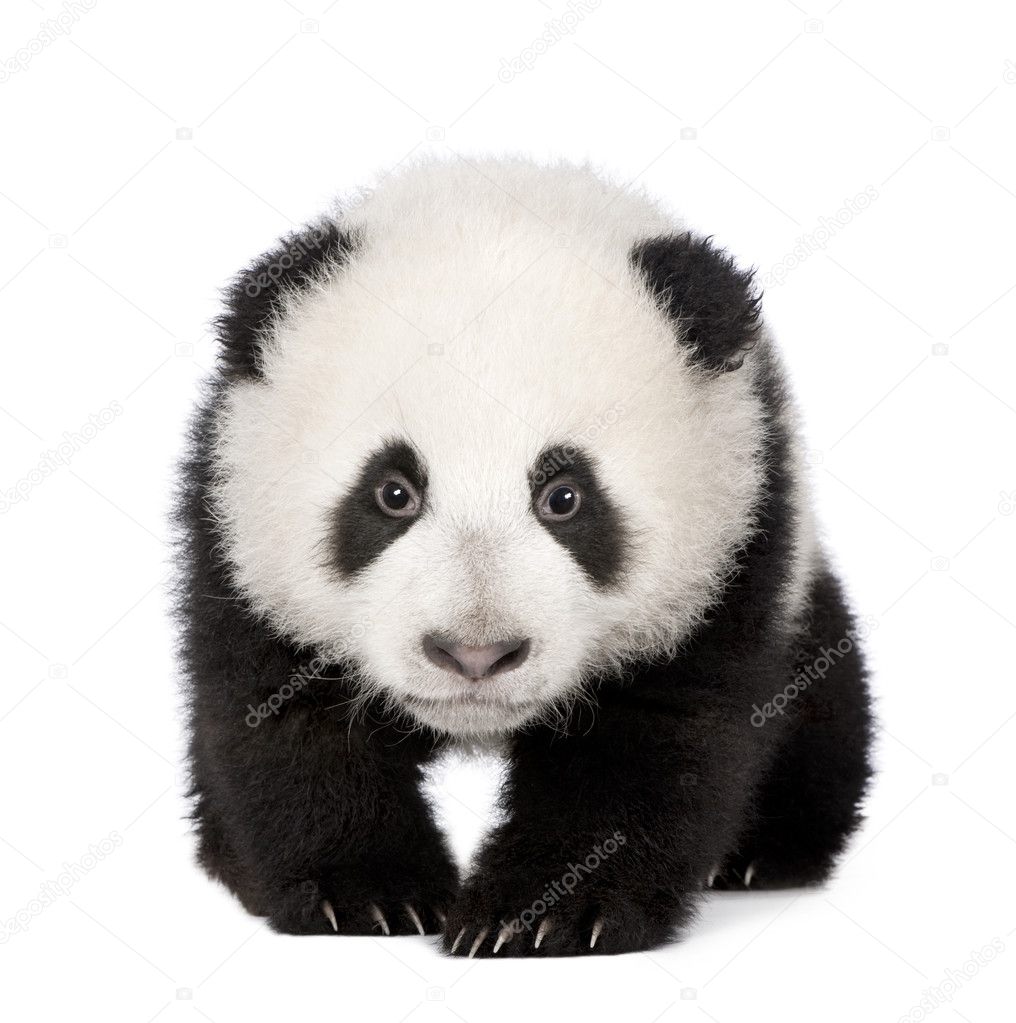 baby panda