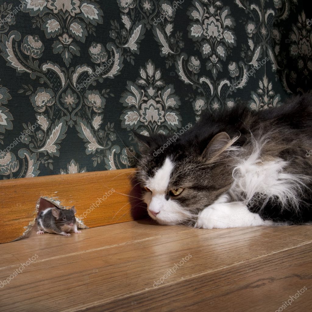 Кот поймал мышь картинка