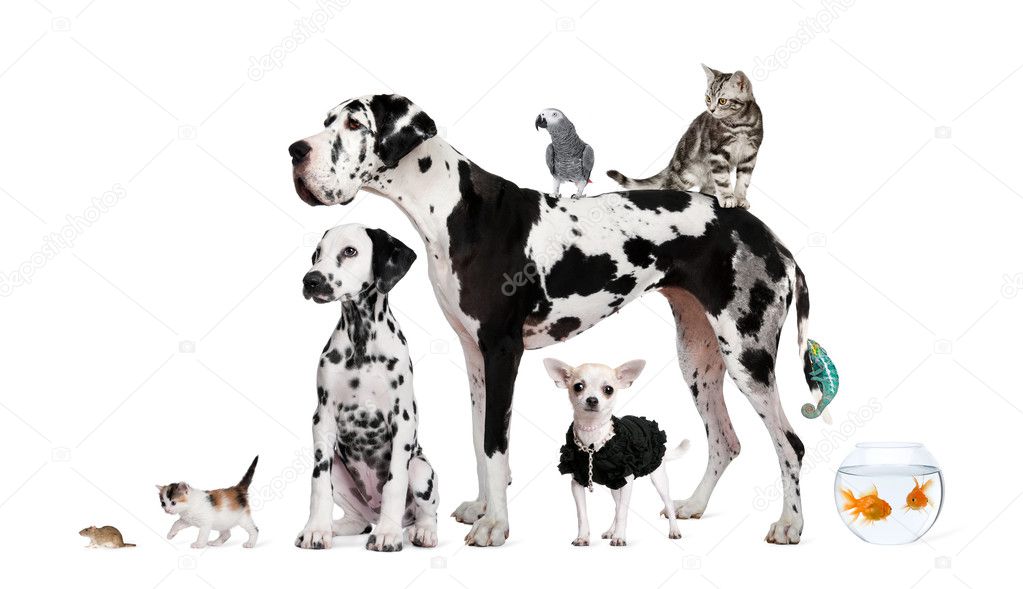 Group of pets standing in front of white background, studio shot