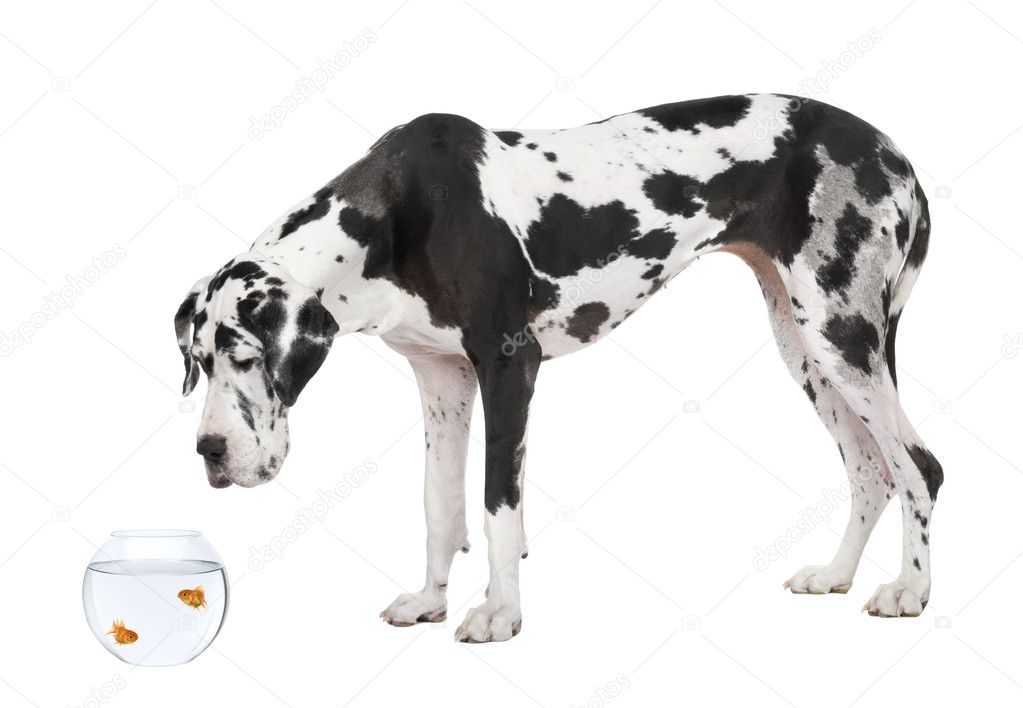 Great Dane looking at goldfish in fish bowl in front of white background, studio shot