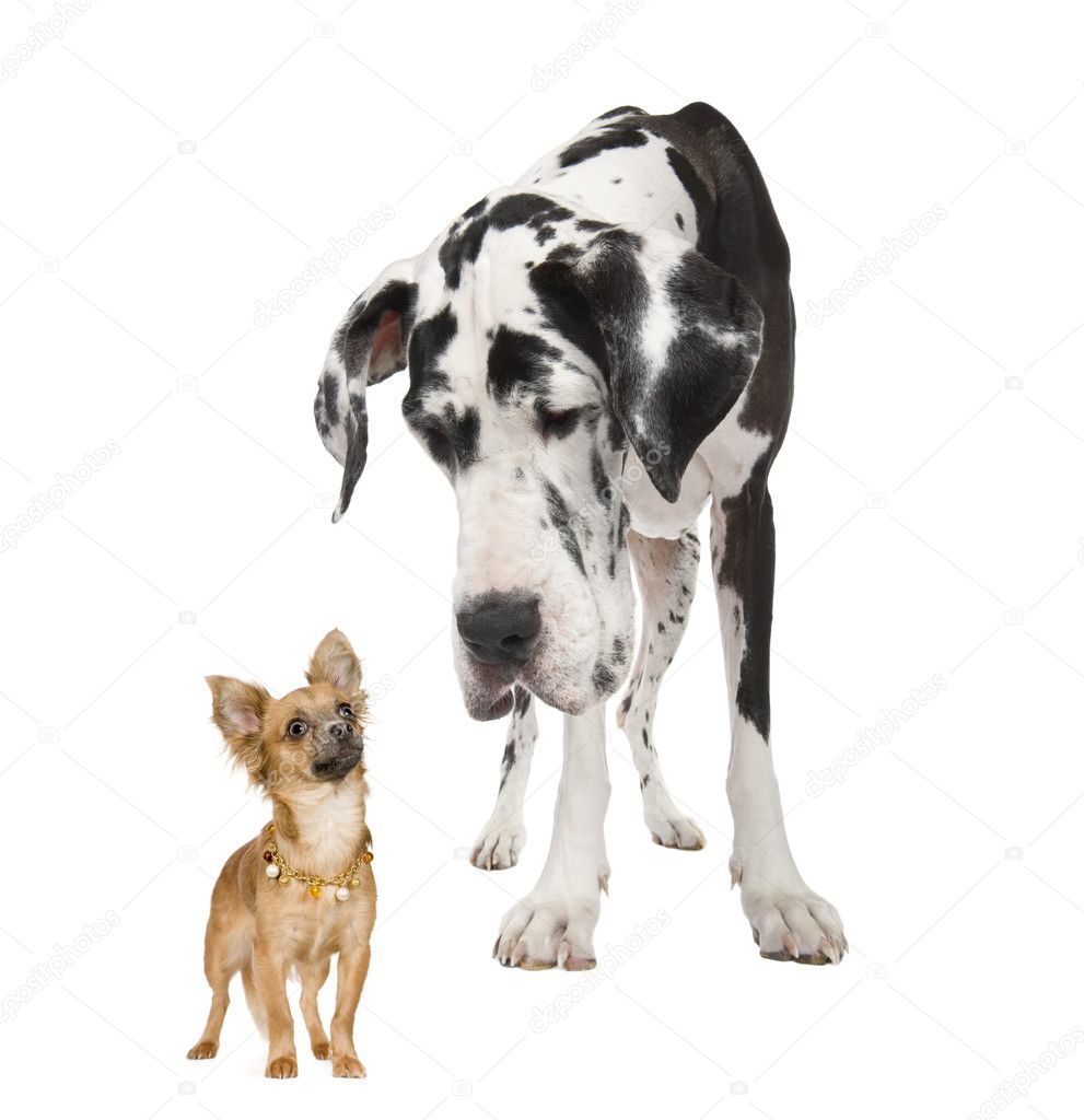Harlequin Great Dane (4 years) looking down at a small chihuahua (18 months) in front of a white background