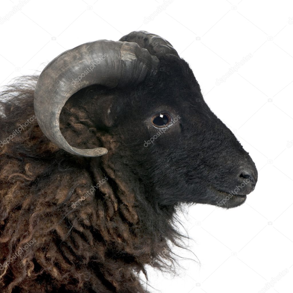 Black shhep - Ouessant ram (4 years old)