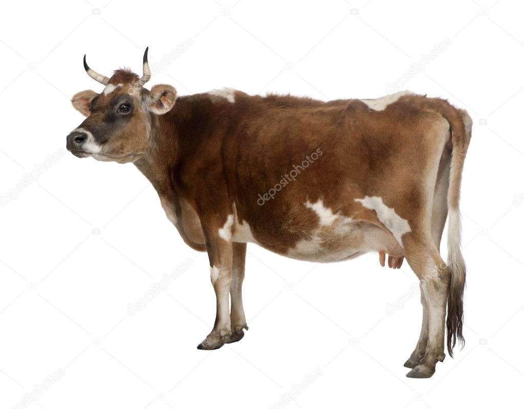 Side view of a brown Jersey cow (10 years old)
