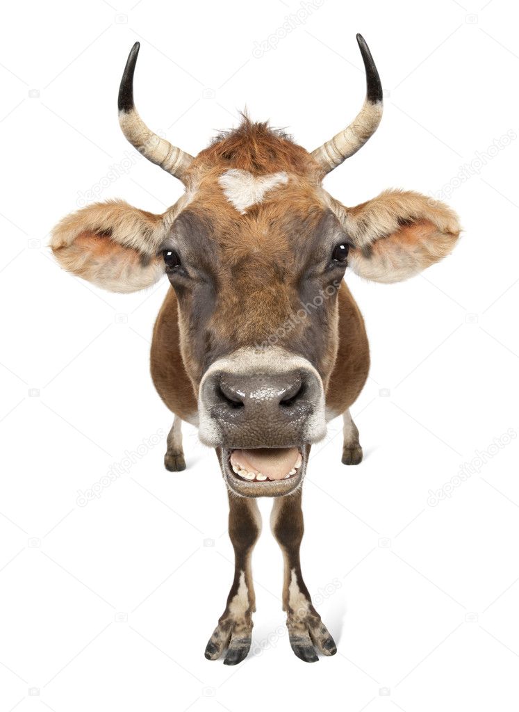 Jersey cow (10 years old)