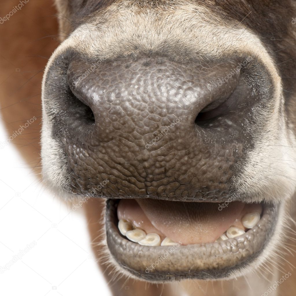Close-up on a snout of a Jersey cow (10 years old)