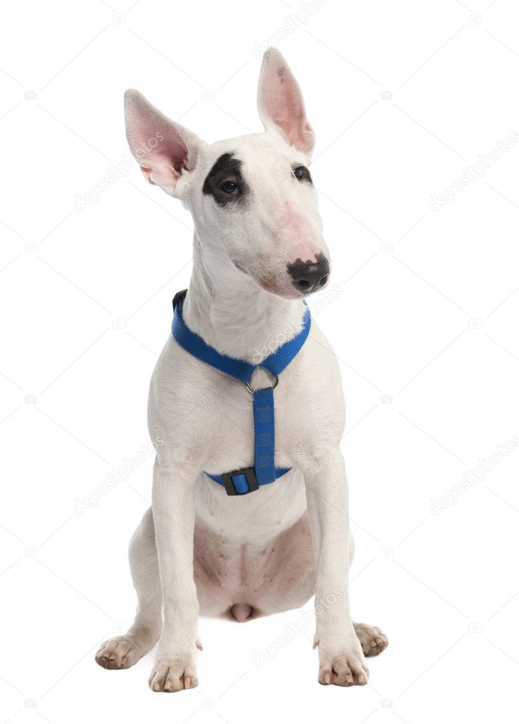 Bull Terrier puppy (7 months old) in front of a white ...