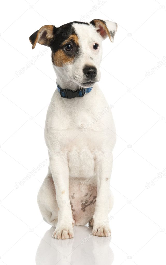 Jack russell puppy (5 months old)