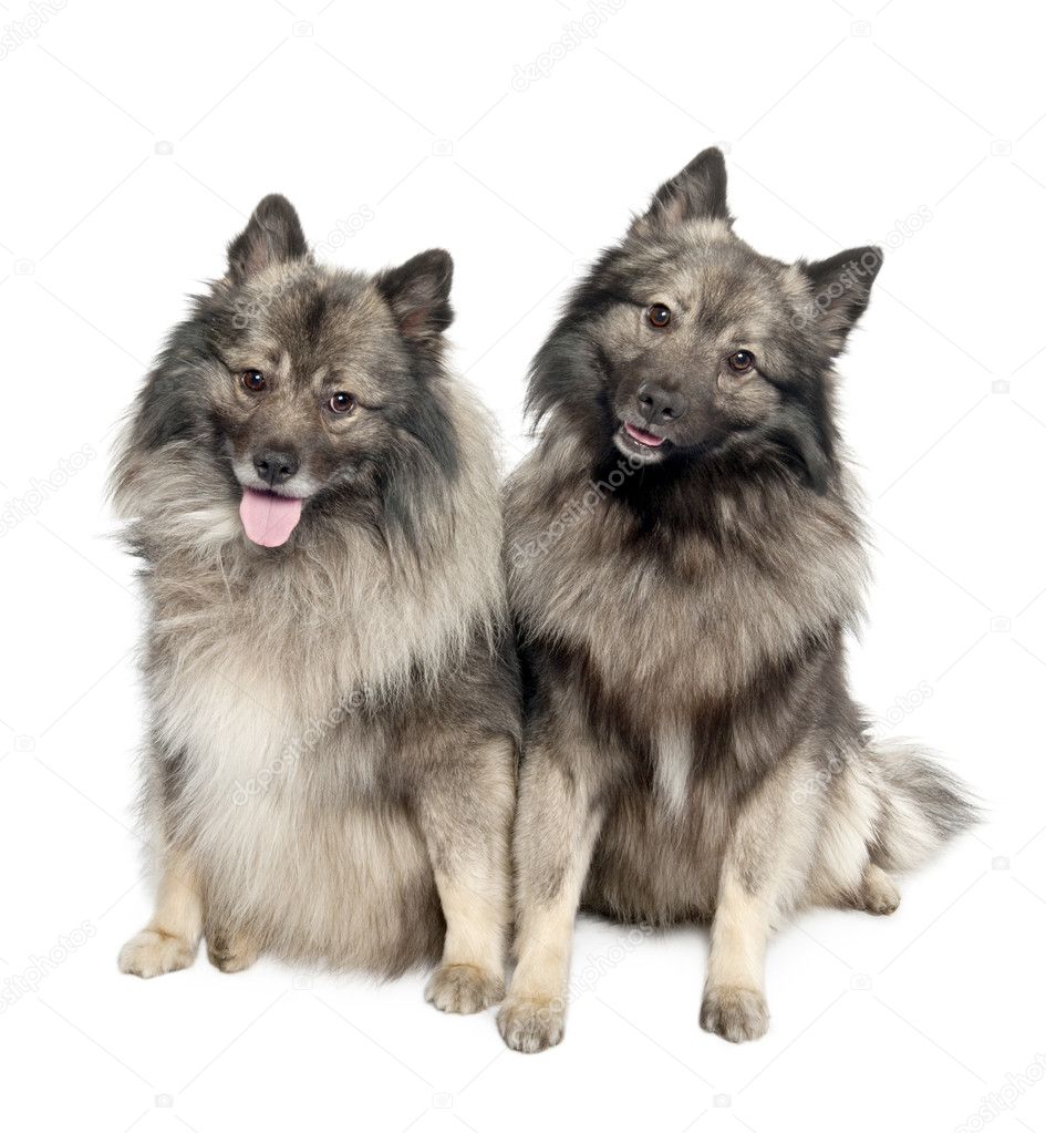 can a border collie and a keeshond be friends