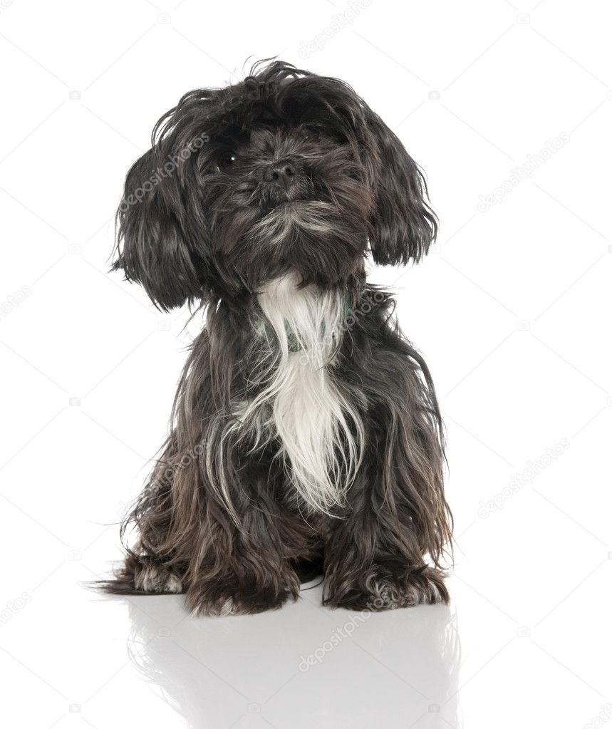 Mixed-Breed Dog between a yorkshire and a Lhasa Apso (2 years ol