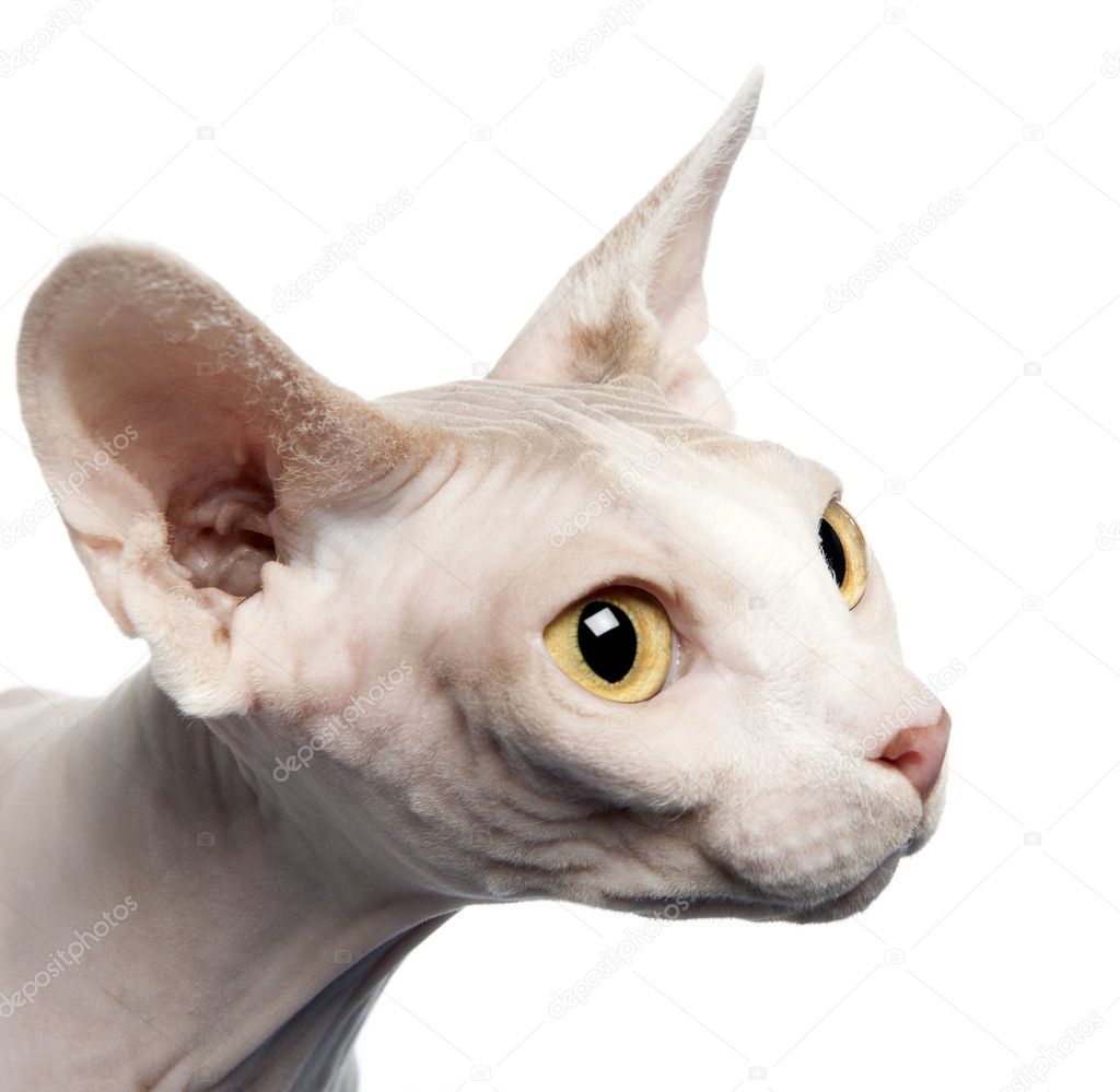Side view of Sphynx cat, 4 years old, in front of white background, studio shot