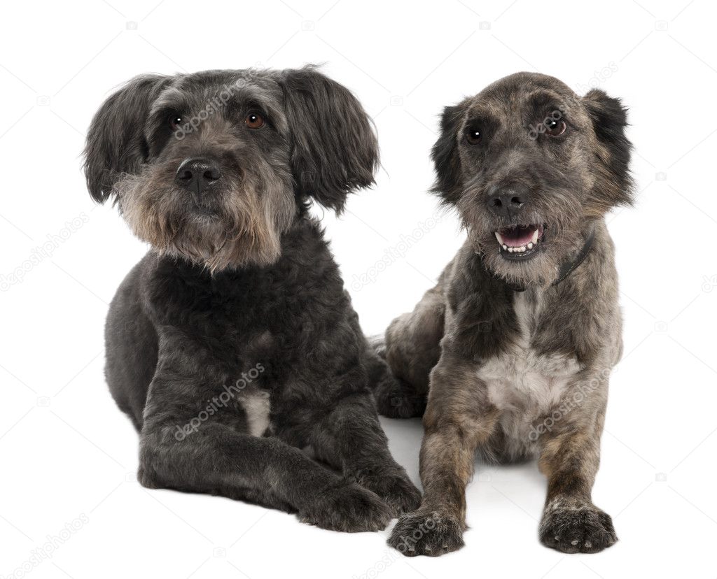 Standard Schnauzer (8 years) in front of a white background