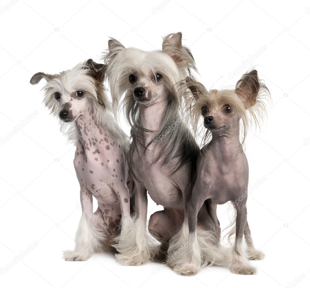 http://static9.depositphotos.com/1594920/1087/i/950/depositphotos_10878874-Group-of-three-Chinese-Crested-Dog-Hairless-3-years-old.jpg