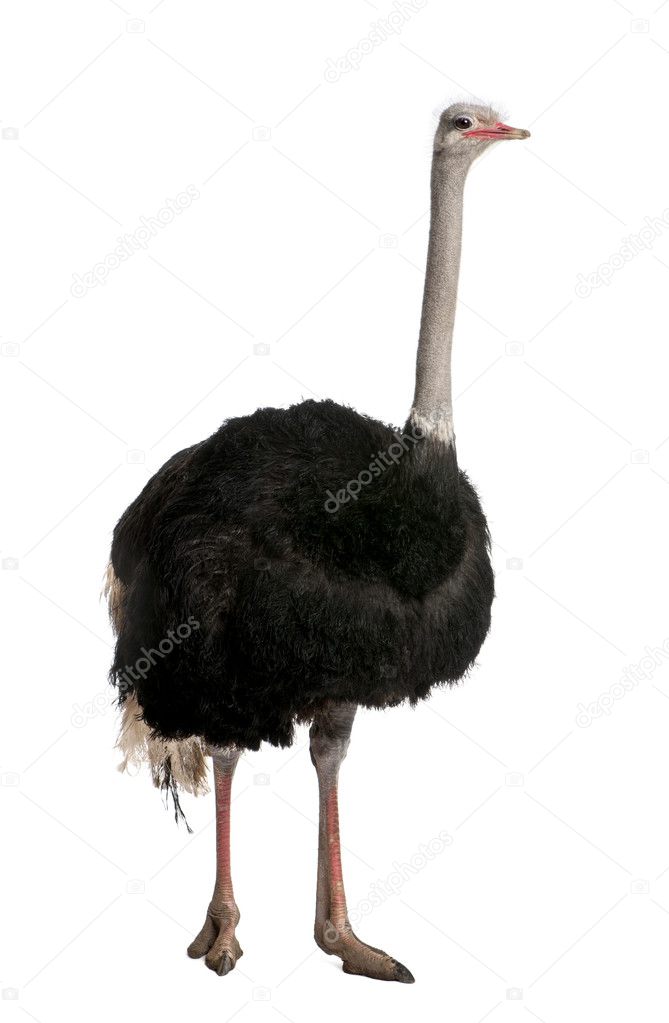 Portrait of male ostrich, Struthio camelus, standing in front of