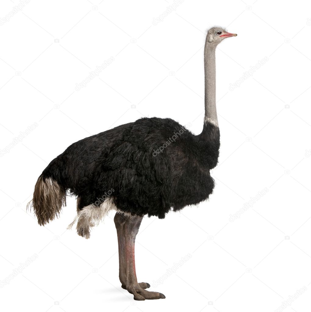 Male ostrich, Struthio camelus standing in front of a white back