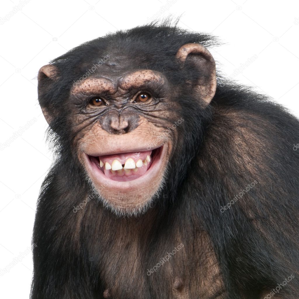 Young Chimpanzee - Simia troglodytes (6 years old)