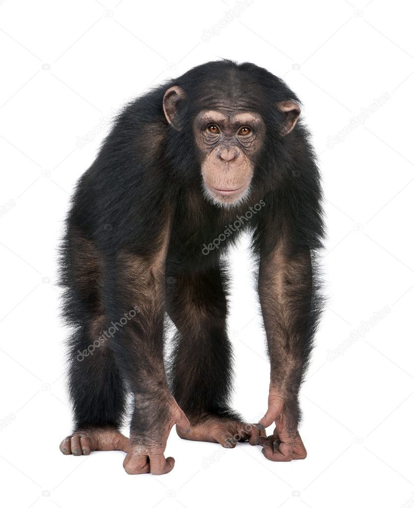 Foto de Sessão Jovem Chimpanzé Simia Troglodytes Na Frente De Um