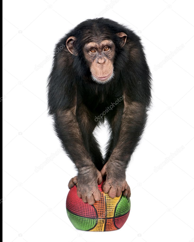 Young Chimpanzee playing with a ballon