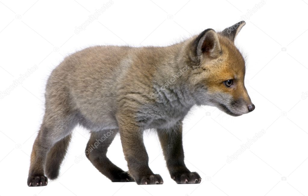 Red Fox Cub, Vulpes vulpes, 6 weeks old, standing, studio shot