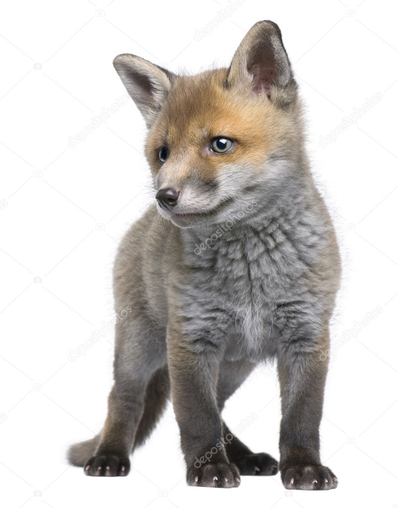 Red fox cub, 6 Weeks old, Vulpes vulpes, in front of a white background