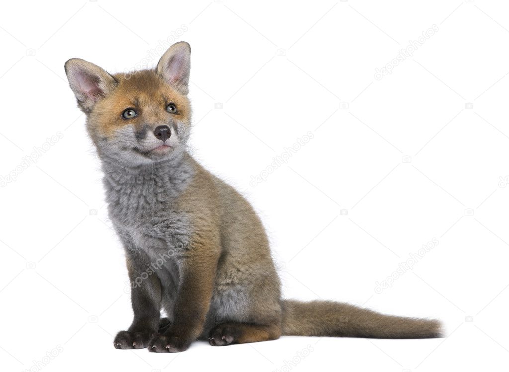 Red fox cub, Vulpes vulpes, 6 weeks old, sitting in front of whi