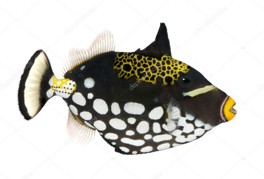Clown triggerfish - Balistoides conspicillum