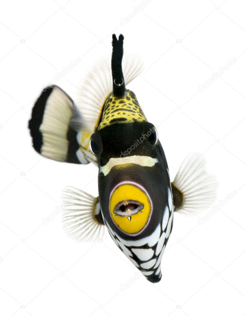 Clown triggerfish, Balistoides conspicillum, swimming against wh