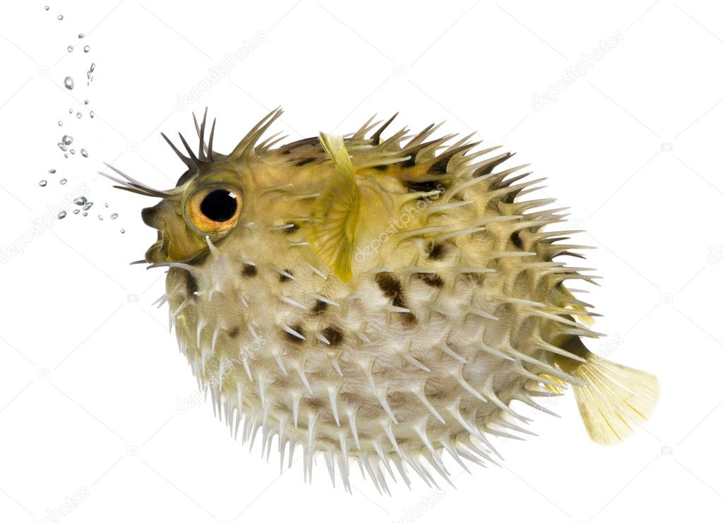 Long-spine porcupinefish also know as spiny balloonfish (fish) -
