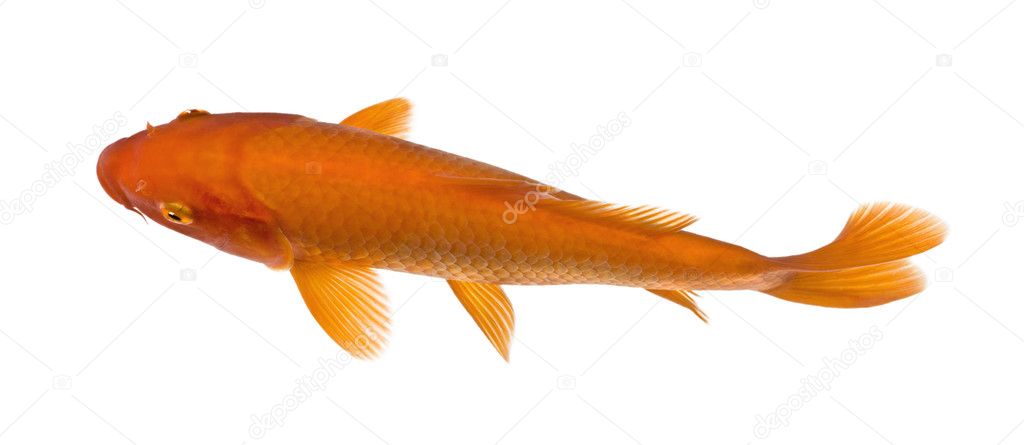 Top view of a red fish : Orange Koi - Cyprinus carpio — Stock Photo ©  lifeonwhite #10879444