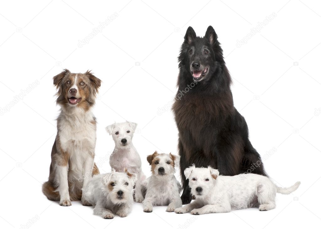 Group of 5 dogs, 4 Parson Russell Terrier, a Australian Shepherd and a mixed-breed in front of a white background