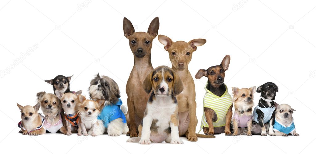 Portrait of small dogs in front of white background, studio shot
