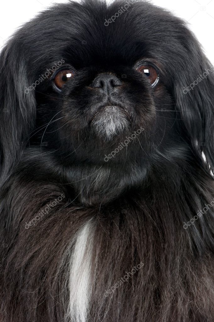 Black and hot sale white pekingese