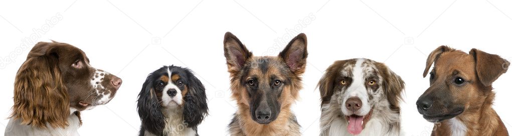 Portrait of different breeds of dogs against white background, studio shot