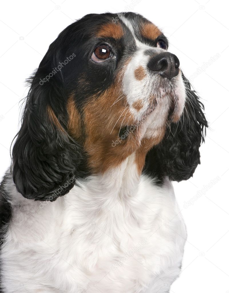 Close-up Cavalier King Charles Spaniel (4 years old)
