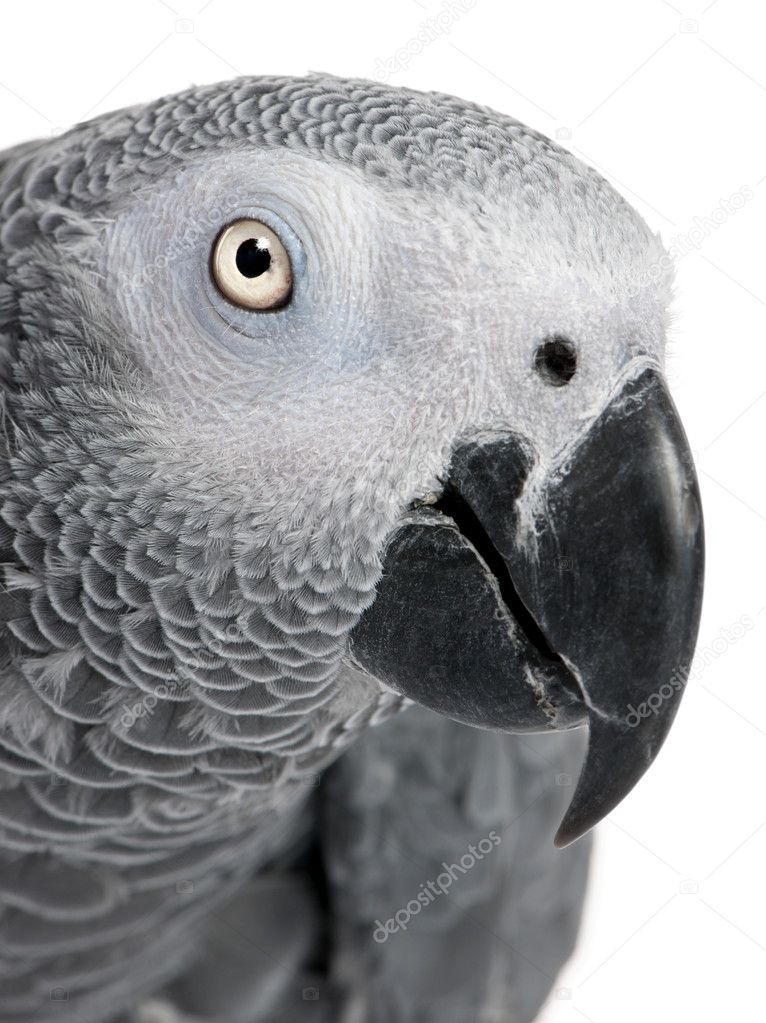 Close-up on a African Grey Parrot's head