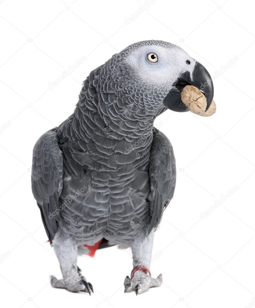 African Grey Parrot eating a peanut - Psittacus erithacus