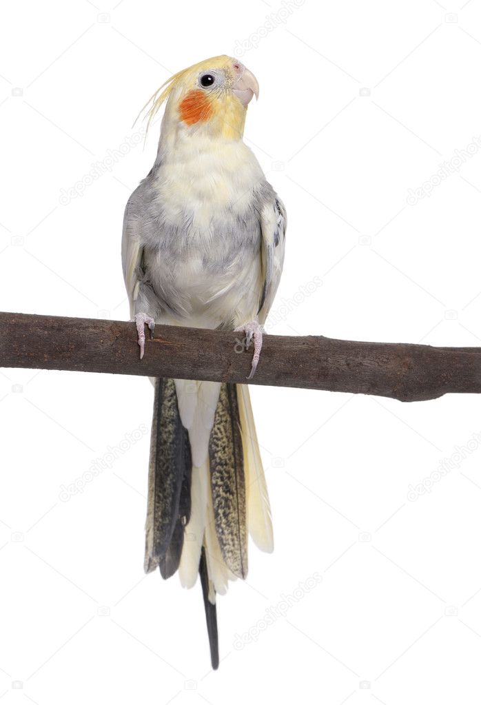 Cockatiel perching - Nymphicus hollandicus