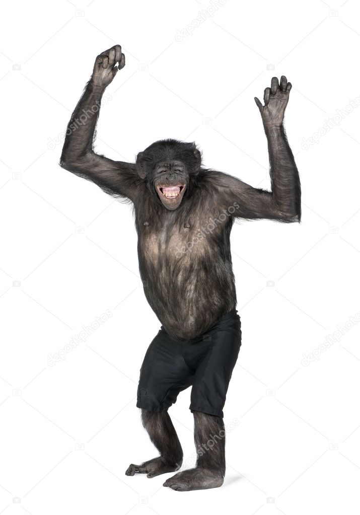 Portrait of smiling chimpanzee in shorts with arms raised