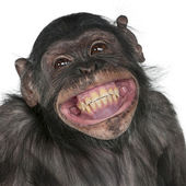 smíšené plemeno opice mezi šimpanzem a bonobo