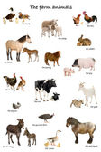 Collage von Nutztieren auf Englisch vor weißem Hintergrund,