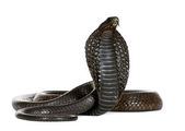 Egyiptomi kobra, Naja-Haje, stúdió felvétel