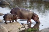 Nilpferd und ihr Junges, Serengeti, Tansania, Afrika