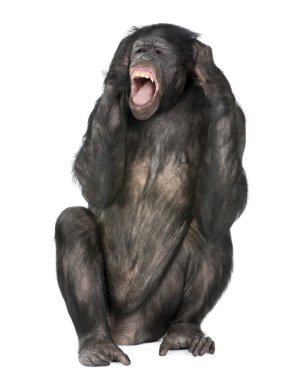 Crazy monkey screaming clipart