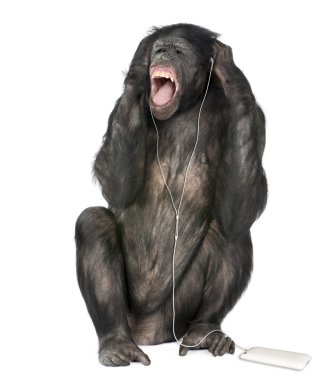 Mixed breed between Chimpanzee and Bonobo listening to music, 20 years old, in front of white background, studio shot clipart