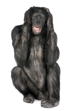 Mixed-Breed between Chimpanzee and Bonobo clipart