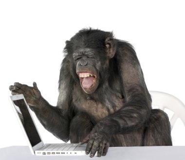 Portrait of Chimpanzee playing with a laptop, studio shot clipart