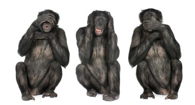 Three Wise Monkeys : Chimpanzee - Simia troglodytes (20 years ol clipart