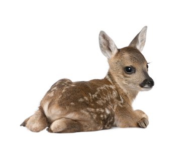 Portrait of Roe Deer Fawn, Capreolus capreolus, 15 days old, sitting against white background, studio shot clipart