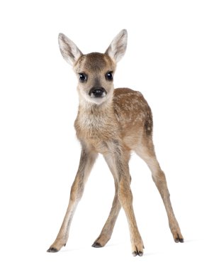 Portrait of Roe Deer Fawn, Capreolus capreolus, 15 days old, standing against white background, studio shot