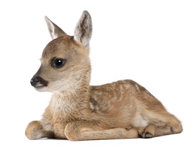 Roe deer Fawn lying down - Capreolus capreolus (15 days old) clipart
