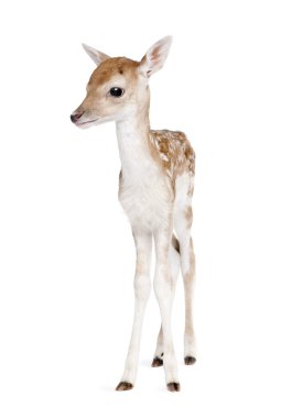 Fallow Deer Fawn, Dama dama, 5 days old, standing against white background, studio shot clipart